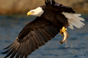 Video: Eagles Playing Catch