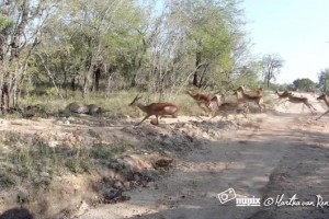 Video: Impala Ambushed by Leopard