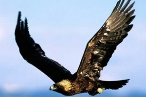 Eagle Snatches Kid in Montreal [VIDEO]